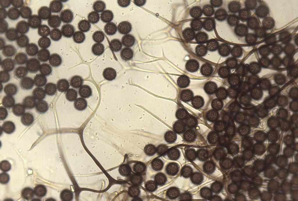 Diacheopsis metallica